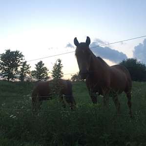 horse animal