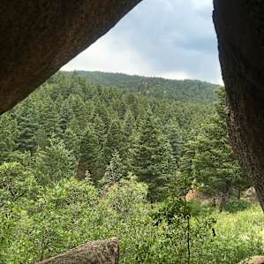 forest