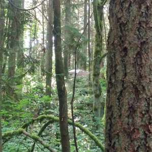 View of tent site from creek