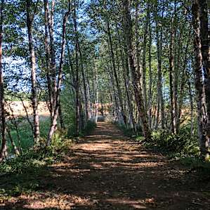 Grey Owl Hollow