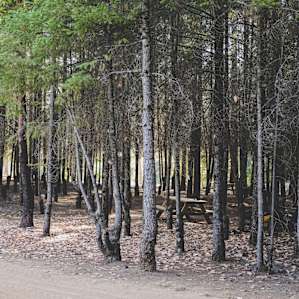 Madrone Tree Hill