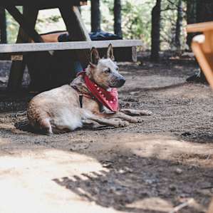 Sandy lounging at site 6.