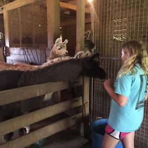 Llama Paradise at Lower Sherwood