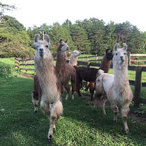 Llama Paradise at Lower Sherwood