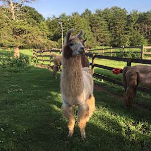 Llama Paradise at Lower Sherwood