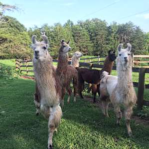 Llama Paradise at Lower Sherwood