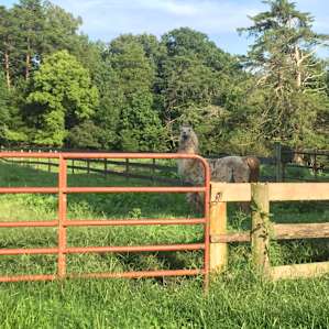 Llama Paradise at Lower Sherwood