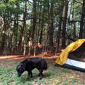 Pine Forrest Glamping Tent