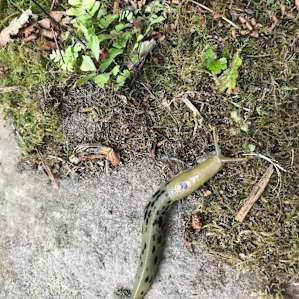 Wildlife we saw included this slug, river otters, and various aquatic birds