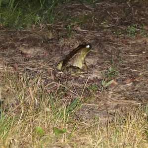 Big bull frog. So many of them at the pond. I giggled alot with the noises they make lol