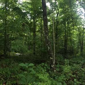 This is your amazing view from the yurt.