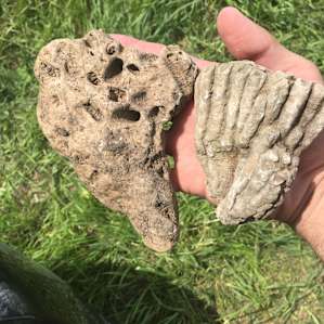 Photo of Tallgrass Prairie and River Stay - Draco Hill Nature Farm (36)