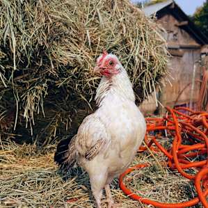Beautiful chicken Daffodil! <3