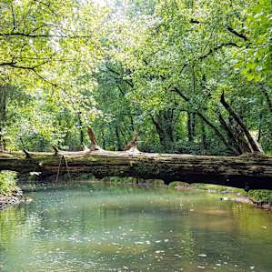 Photo taken during one of our hikes along the stream at The Bolo Club.