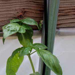 Tree frog.