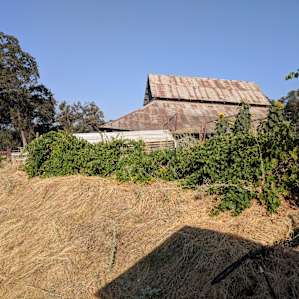 The Lookout