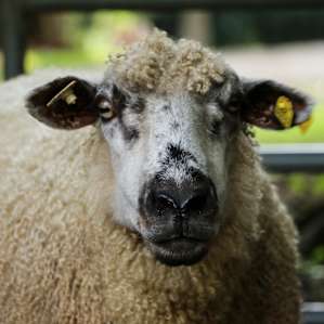 A very curious sheep.