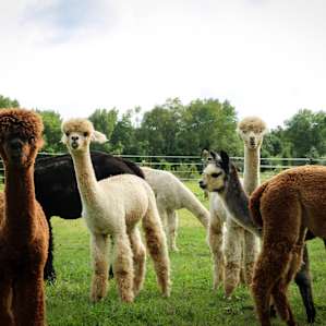 These guys are so cute.