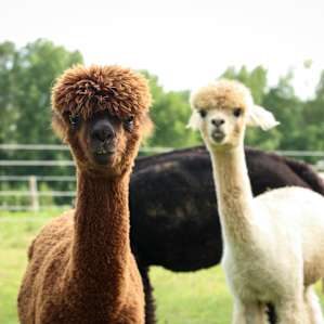 These two were little meatballs - very intrigued by my camera.