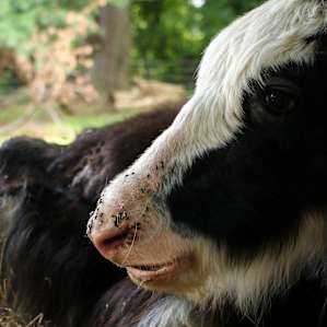 The yaks are kept in their own space, but very precious to gaze at.