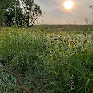Looking out towards cow pasture