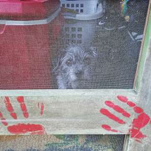 Decorated screen door and a pup (not included with stay) ready to head back to the beach.