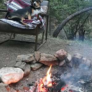 Our dogs enjoyed their stay too !