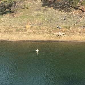 Pelican in the water near my campsite