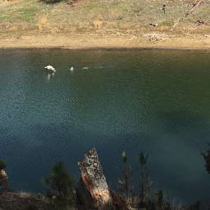 Pelican in the water near my campsite