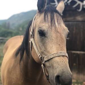 One of Shawn's many horses.