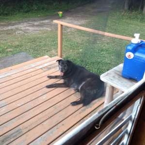 Chill dog