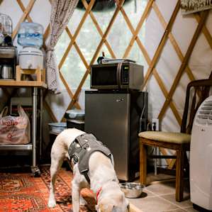 Dog-friendly!