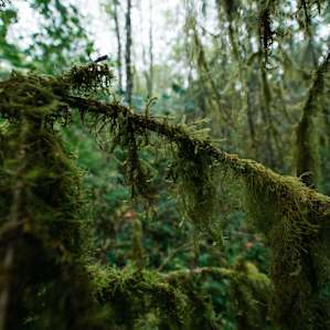 Washington living up to its green stereotypes