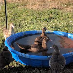 Plenty of beautiful ducks!