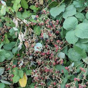Berries, berries, berries!!