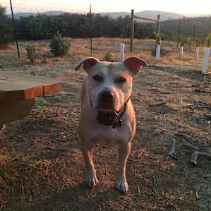 Secluded Vineyard Walk-In (Site 3)