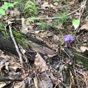 Some interesting mushrooms we found on a hike at nearby Rock House Reservation