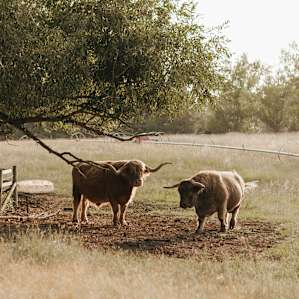animal cow