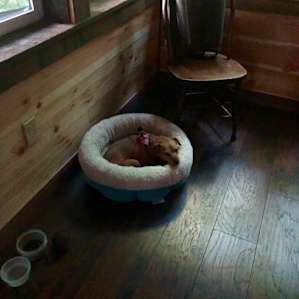 Daisy was happy to snuggle up in the cabin
