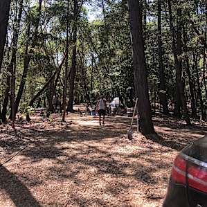 Shelterwood- Juniper Ridge Site