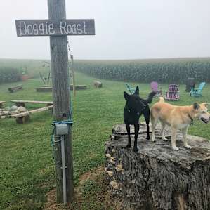 They even welcomed our dogs who were kind of jerks to a cute pup they had roaming around.