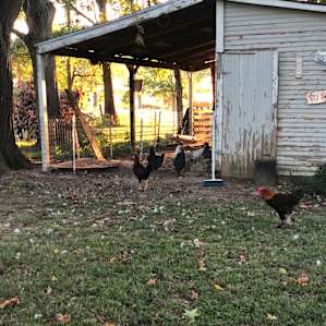 Deaf Barefoot Melange Farm