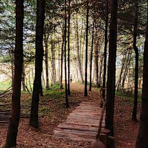 Path through the trees to the labrynth and apple trees