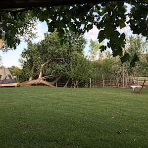 View from under the “grape cabana”