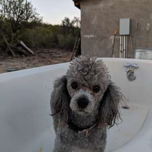 Our mini poodle found himself inside the outdoor tub while he was exploring.