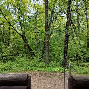 Nice wooded view from our cabin porch