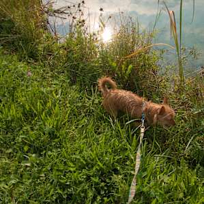 Bring the dogs! It's a great spot for exploring.
