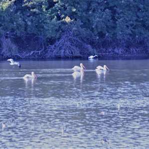 Pelicans have a thriving colony at this site.