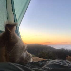 Sunrise with the pup
