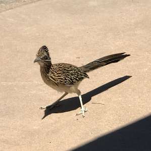 Greater Roadrunner near RGV camp store, May 2018